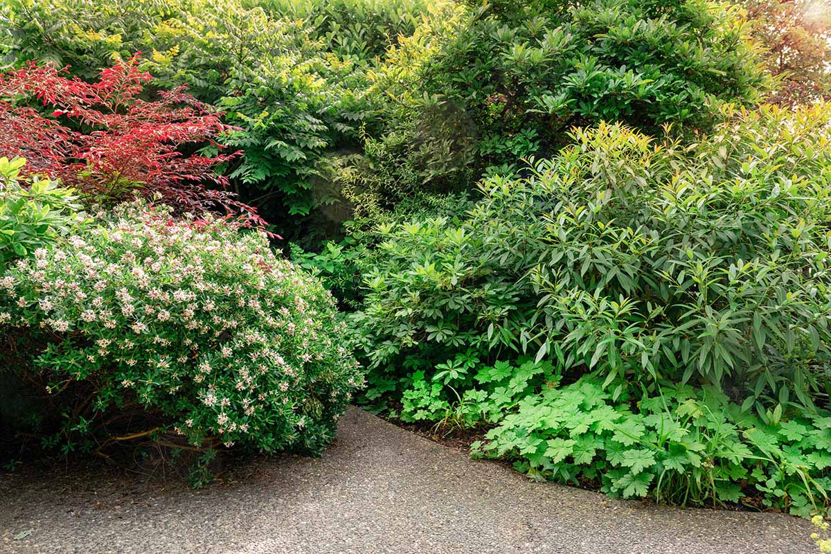 Shrubs and plants in a lush bed
