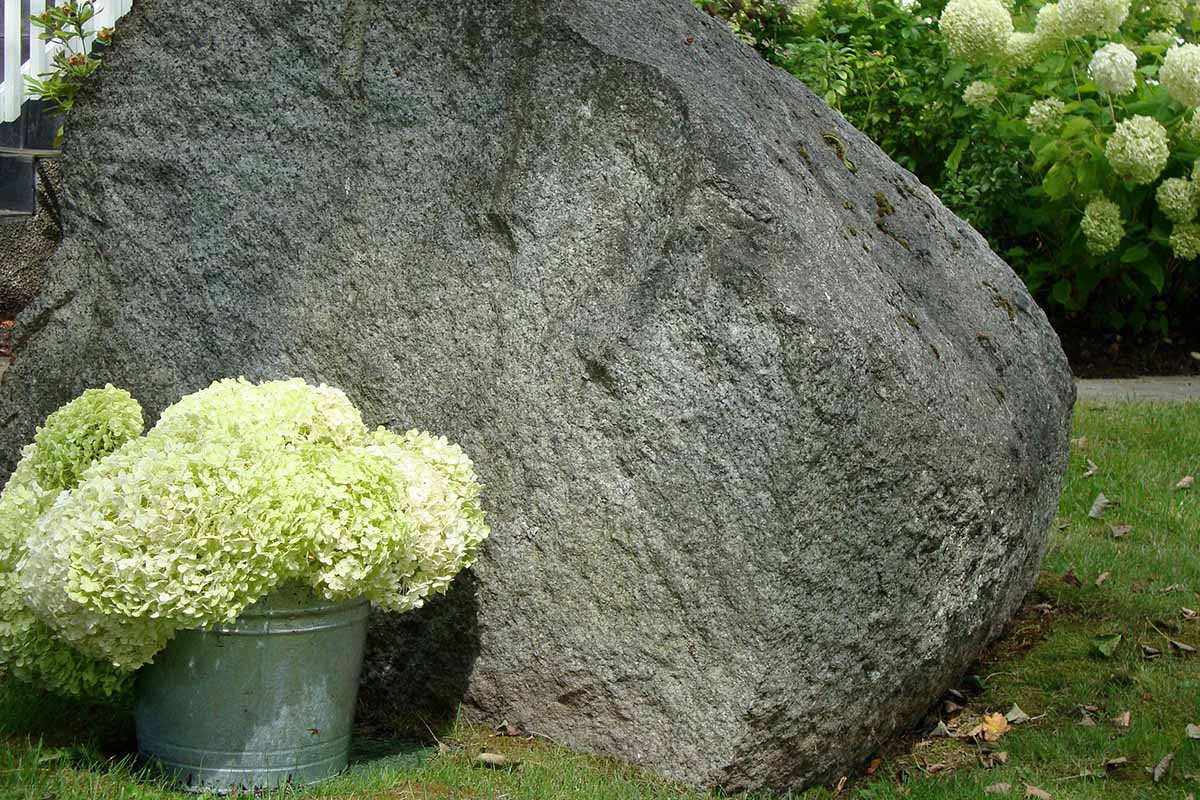 Hydrangea garden art next to a boulder