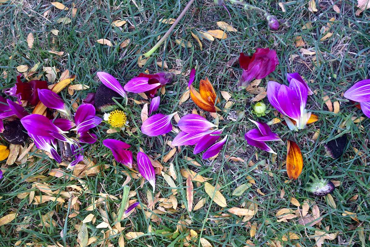 Horticultural therapy with petals