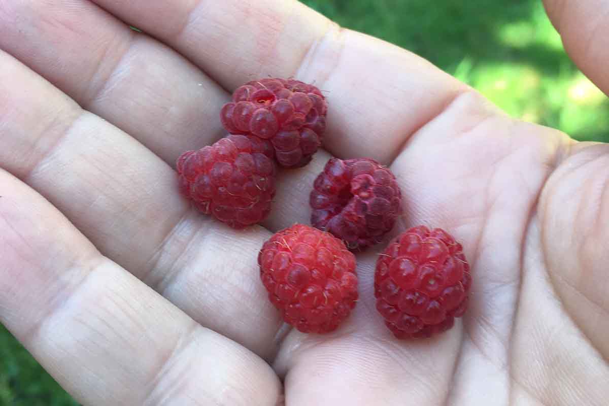 Raspberries in the palm of a hand