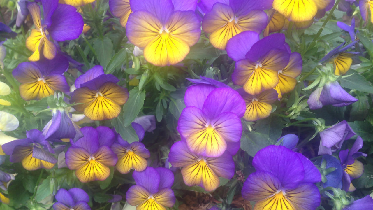 One garden at a time