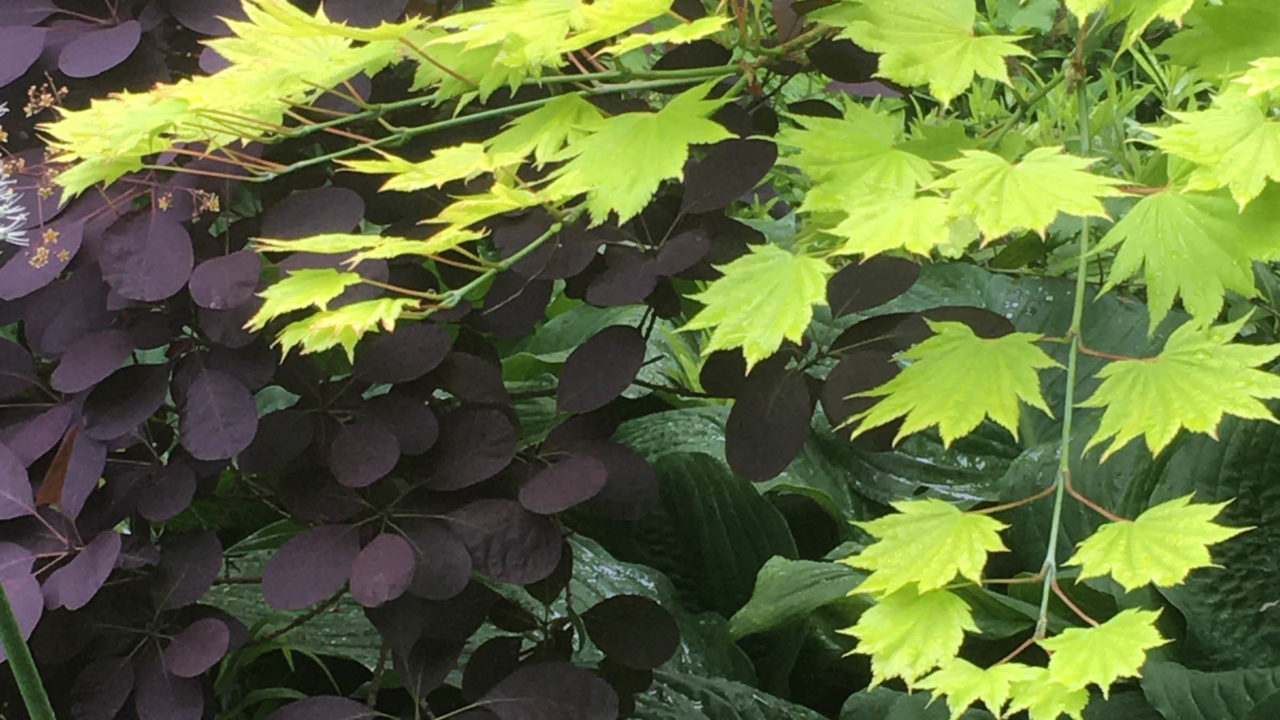 Garden design for home and healing gardens
