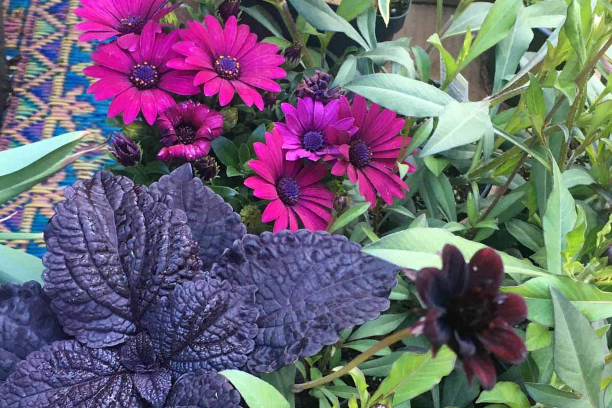 Summer planter with purple coleus